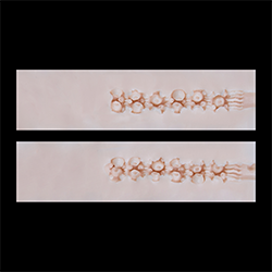 O1-10.2cm
